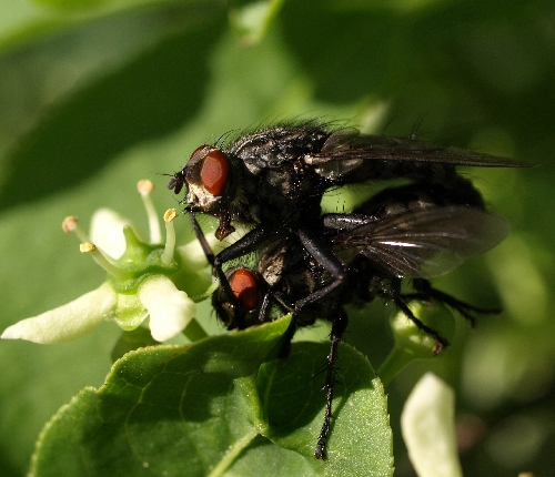 Graue Fleischfliege, Sarcophaga carnaria